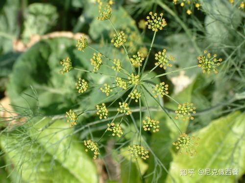中西餐蘑菇_西餐蘑菇叫什么名字_蘑菇西餐
