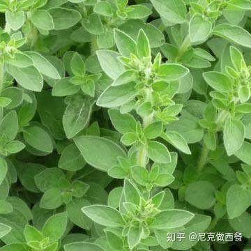 中西餐蘑菇_西餐蘑菇叫什么名字_蘑菇西餐