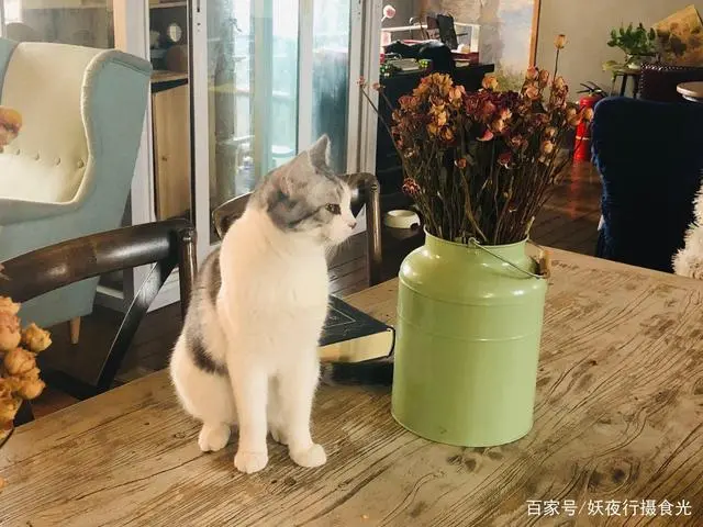 猫宅咖啡馆_猫咖啡馆馆主_猫宅咖啡旅馆