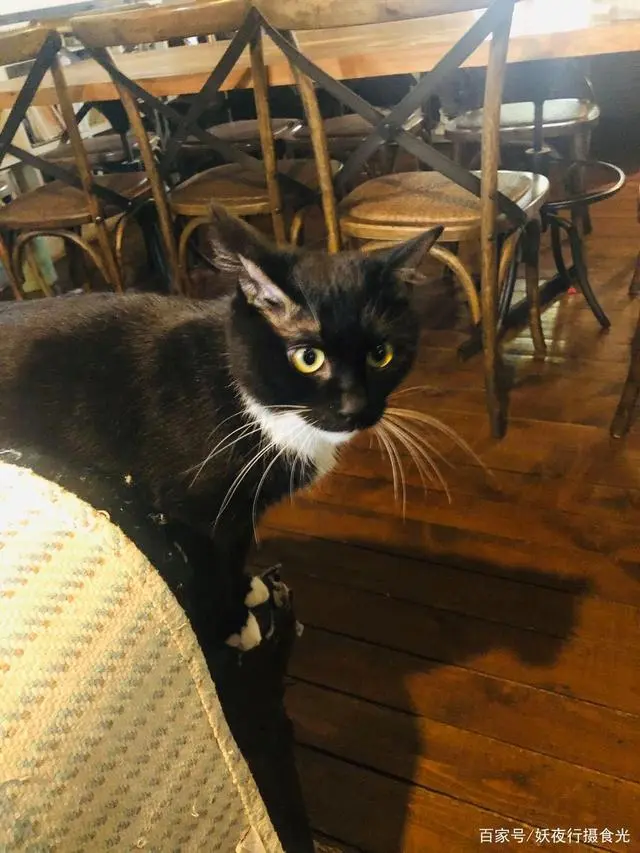 猫宅咖啡馆_猫宅咖啡旅馆_猫咖啡馆馆主