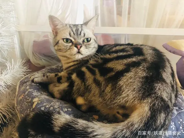 猫宅咖啡旅馆_猫咖啡馆馆主_猫宅咖啡馆