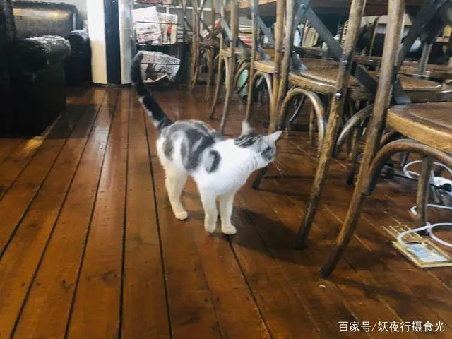 猫宅咖啡馆_猫宅咖啡旅馆_猫咖啡馆馆主