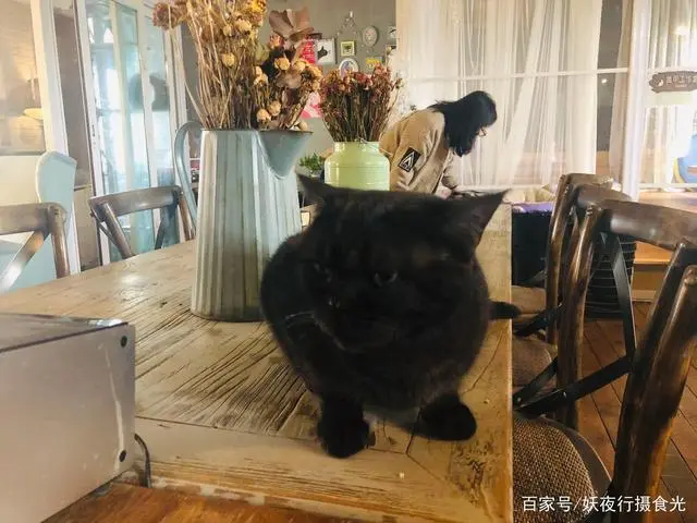 猫宅咖啡旅馆_猫宅咖啡馆_猫咖啡馆馆主