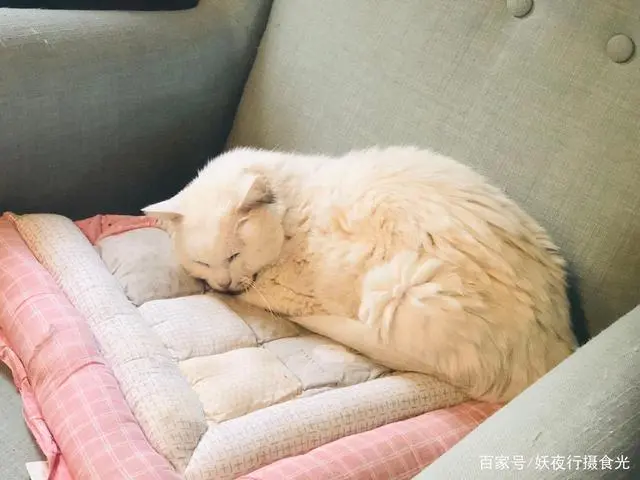 猫咖啡馆馆主_猫宅咖啡馆_猫宅咖啡旅馆