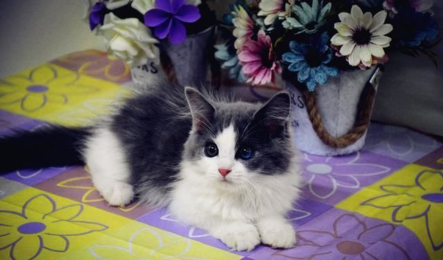 猫宅咖啡馆_猫咪咖啡馆的猫太可怜了_咖啡馆猫