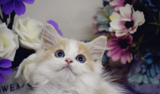 猫宅咖啡馆_咖啡馆猫_猫咪咖啡馆的猫太可怜了