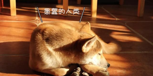 咖啡馆猫_猫宅咖啡馆_猫咪咖啡馆的猫太可怜了
