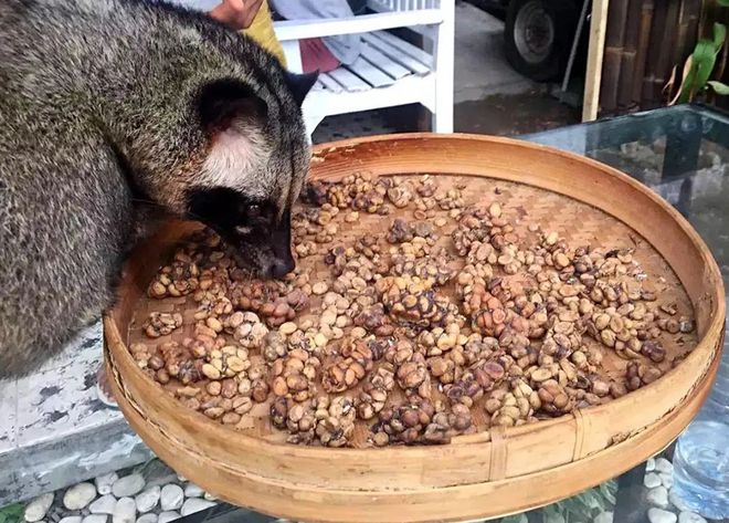 屎咖啡收集于哪种猫的排泄物_拉咖啡的动物_动物屎咖啡