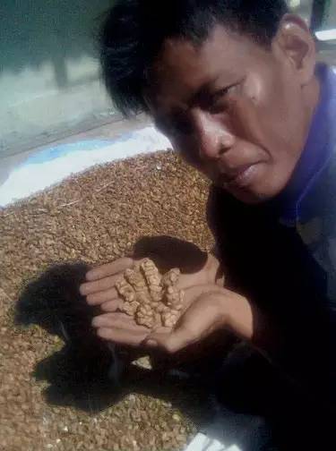 动物屎咖啡_屎咖啡收集于哪种猫的排泄物_拉咖啡的动物