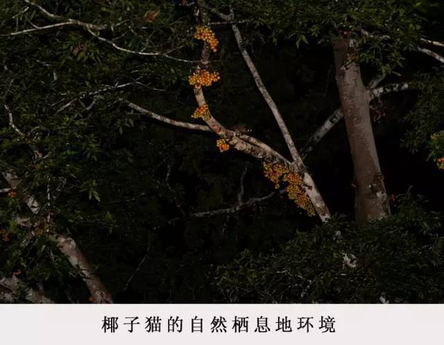 拉咖啡的动物_屎咖啡收集于哪种猫的排泄物_动物屎咖啡