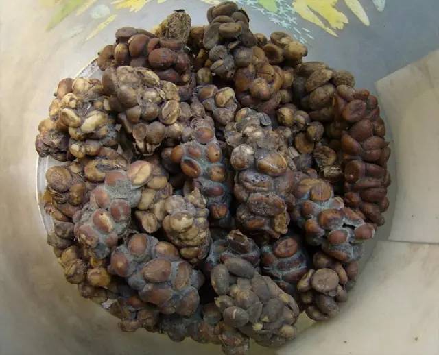 屎咖啡收集于哪种猫的排泄物_动物屎咖啡_拉咖啡的动物
