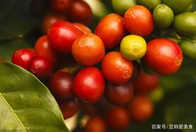 咖啡动物粪便_拉咖啡的动物_动物屎咖啡