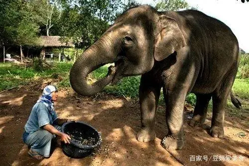 咖啡动物粪便_拉咖啡的动物_动物屎咖啡