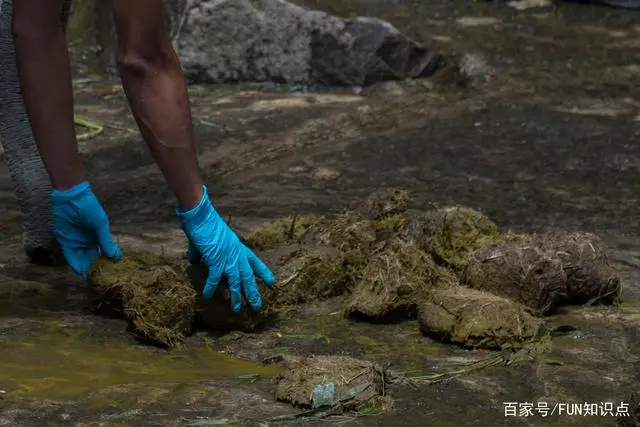 什么咖啡是动物的屎做的_屎咖啡收集于哪种猫的排泄物_动物屎咖啡