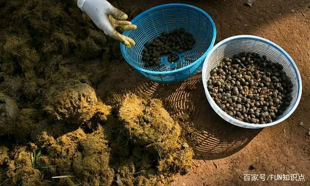 屎咖啡收集于哪种猫的排泄物_什么咖啡是动物的屎做的_动物屎咖啡