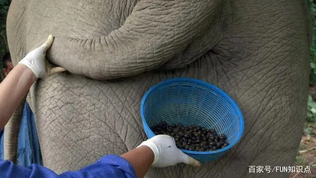 什么咖啡是动物的屎做的_屎咖啡收集于哪种猫的排泄物_动物屎咖啡