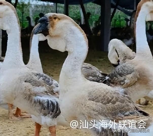 潮汕美食什么出名_出名美食潮汕话怎么说_出名美食潮汕火锅店