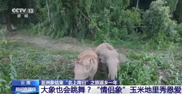 象鼻做菜_象鼻美食_象鼻料理